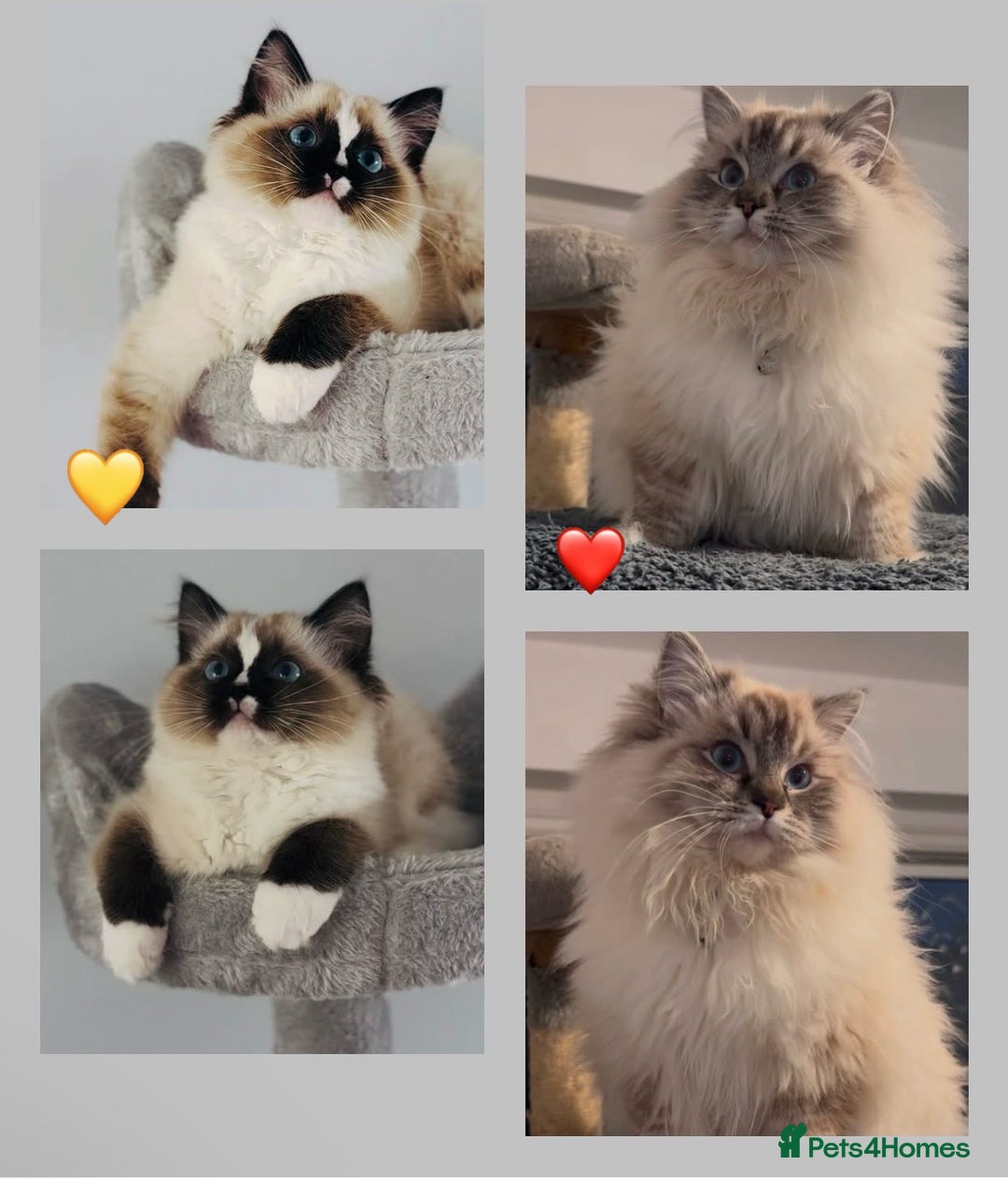 Ragdoll cats for sale: Tica Active Champion blood Ragdoll kittens - Image 1
