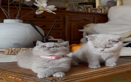 British Shorthair cats for sale: Beautiful Lilac BSH champion Line kittens - Image 25