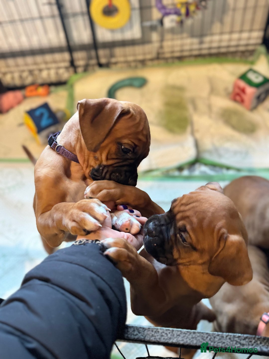 Boxer dogs for sale: 1 Female Boxer X Puppies-Ready Now - Image 38