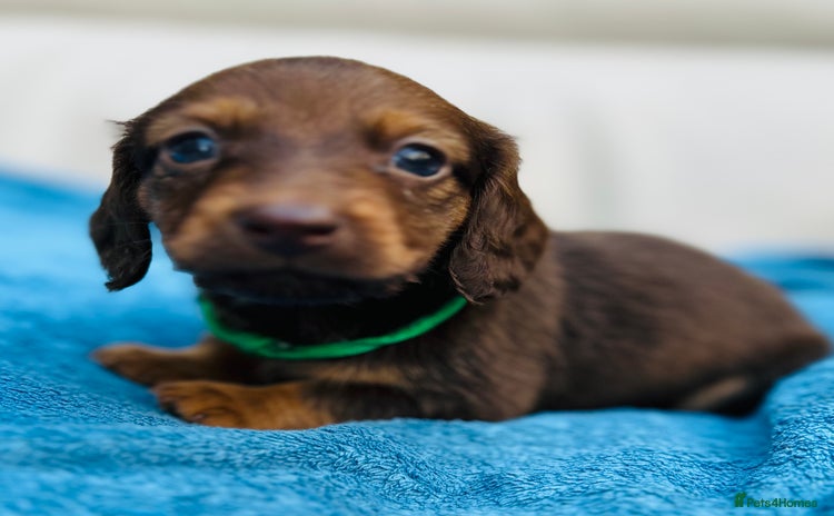 Dachshund dogs - Advert 1