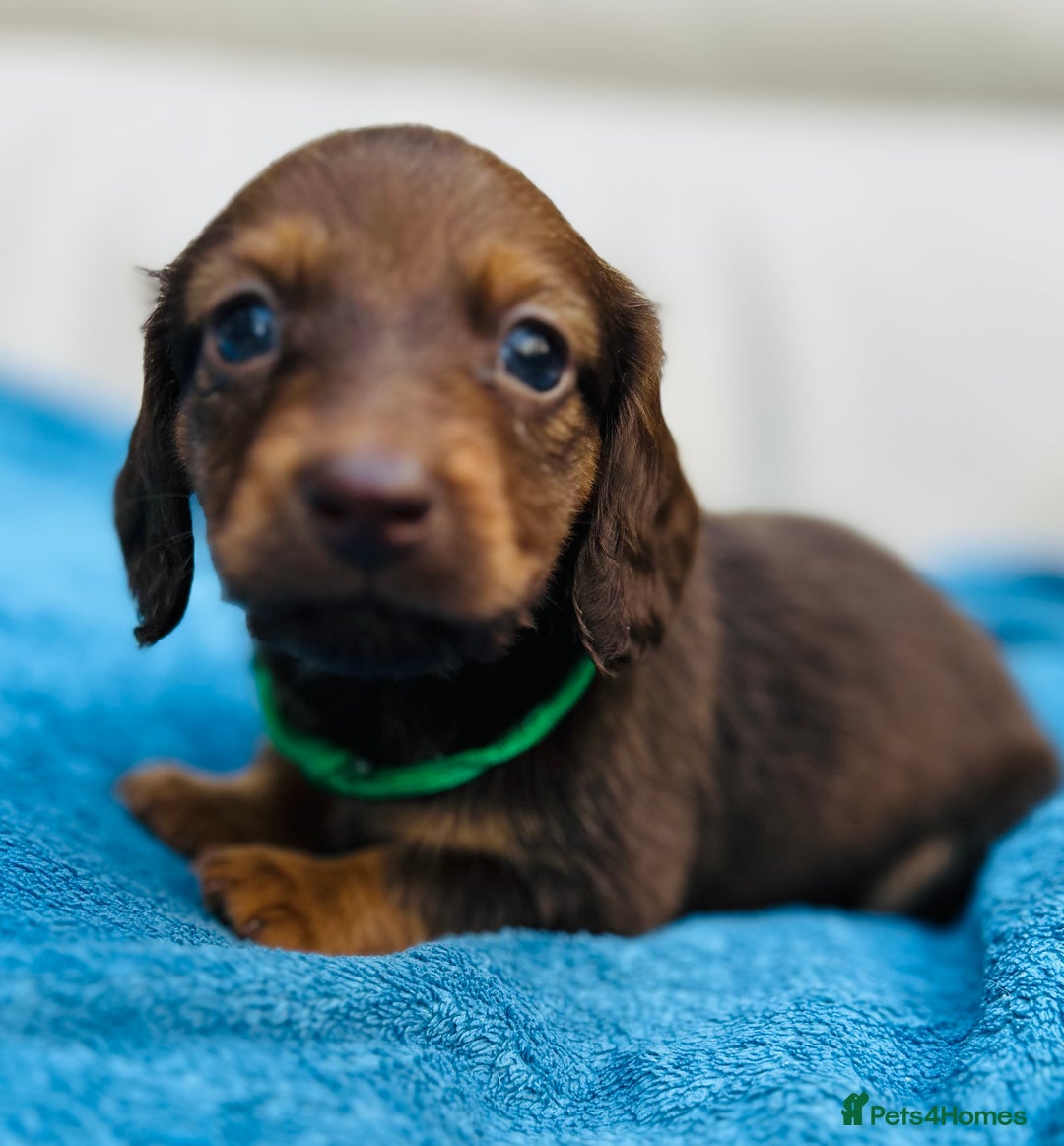 Dachshund dogs for sale: Mini Long-hair dachshund  - Image 1