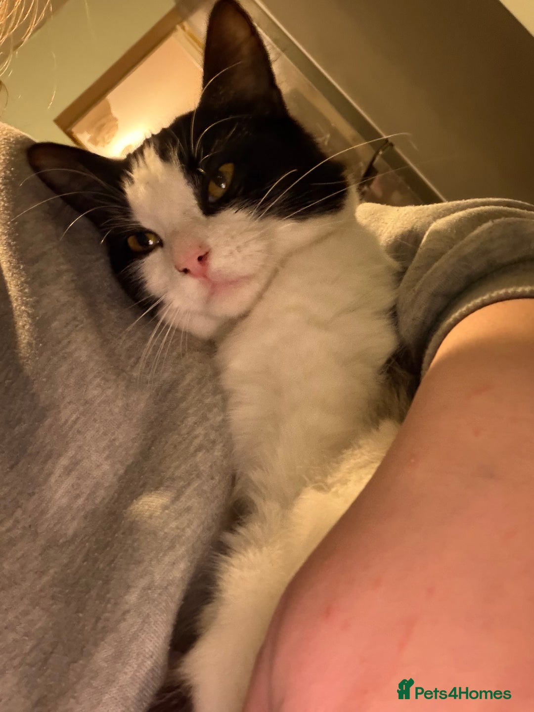 Mixed Breed cats for sale: Mixed Breed Female  - Advert 4