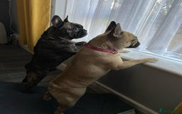 French Bulldog dogs for sale: 6 French bulldog pups  - Image 8