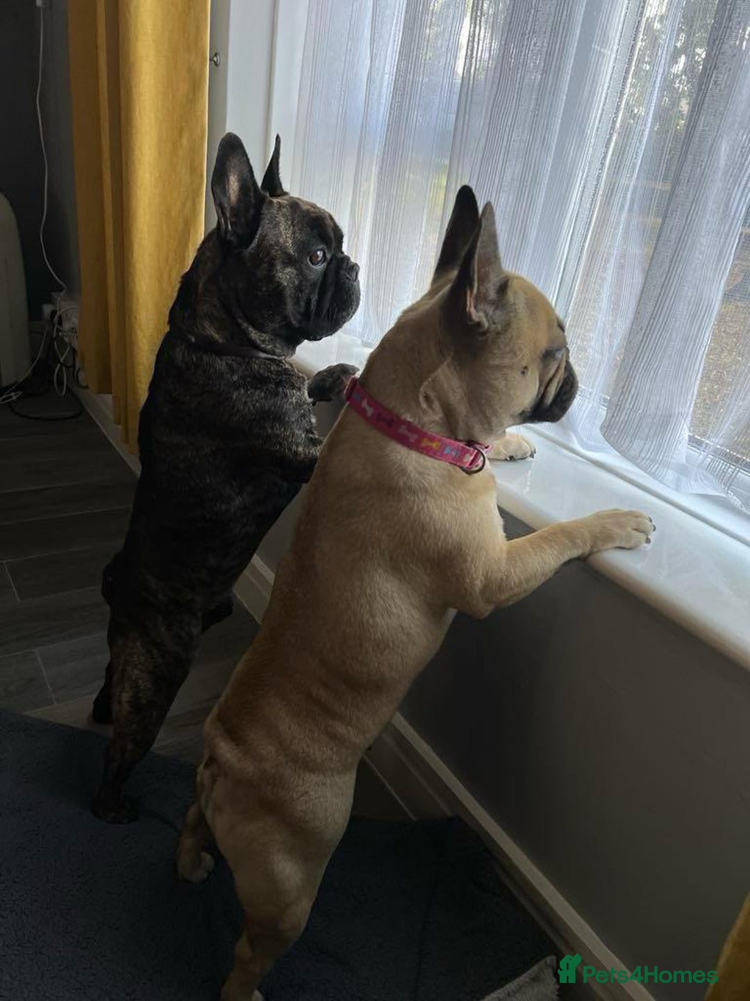 French Bulldog dogs for sale: 6 French bulldog pups  - Image 8