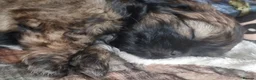 Shih Tzu dogs for sale: Pupies for sold. - Advert 12