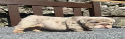 English Bulldog dogs for sale: Beautiful English bulldog puppies - Advert 22
