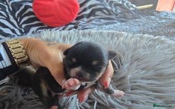 Chihuahua dogs for sale: Cup Chihuahua mini - Image 2
