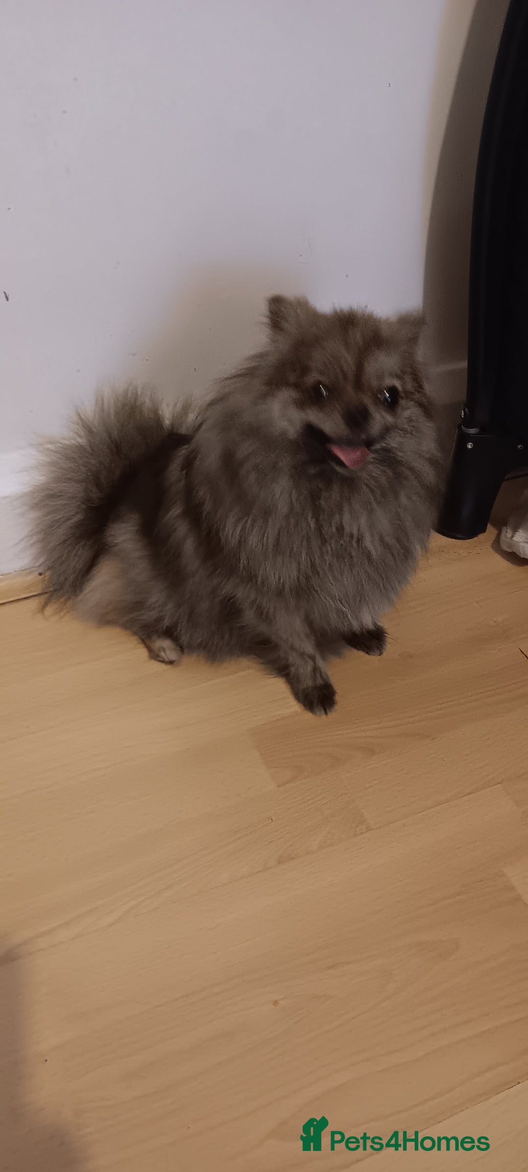 Pomeranian dogs for sale: Looking for forever home  - Image 5