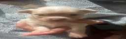 Chihuahua dogs for sale: Stunning litter of chi pups!  - Advert 9