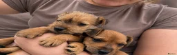 Mixed Breed dogs for sale: Two beautiful Border x Lakeland boy puppies - Advert 2