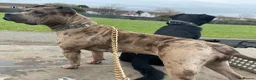 Mixed Breed dogs for sale: Spaniel x Shar pei - Unique Mixed Breed - Advert 16