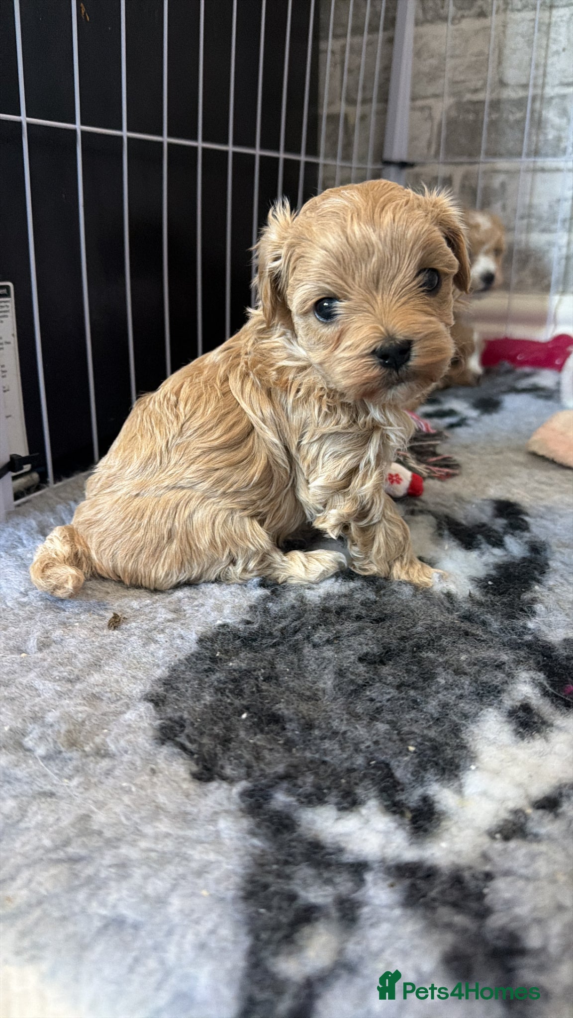 Maltipoo dogs f1 TOY maltipoos,parents dna health clear🏆blood - Advert 14