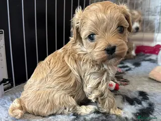 Maltipoo dogs f1 TOY maltipoos,parents dna health clear🏆blood - Advert 14