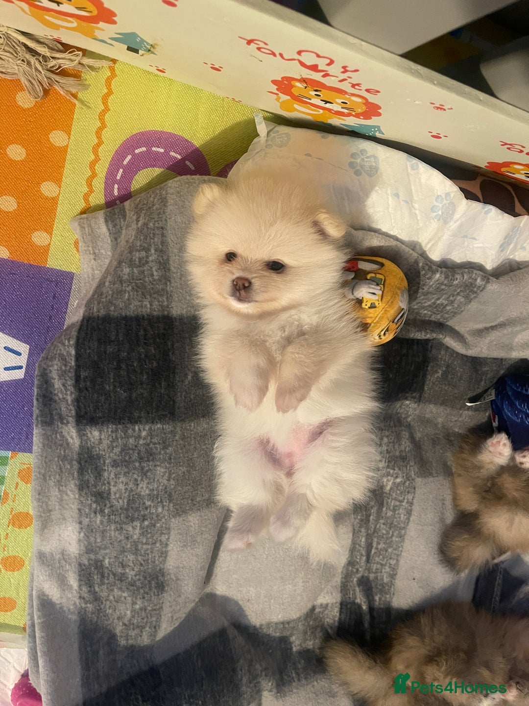 Pomeranian dogs for sale: Beautiful Pomerian Boy  - Image 2