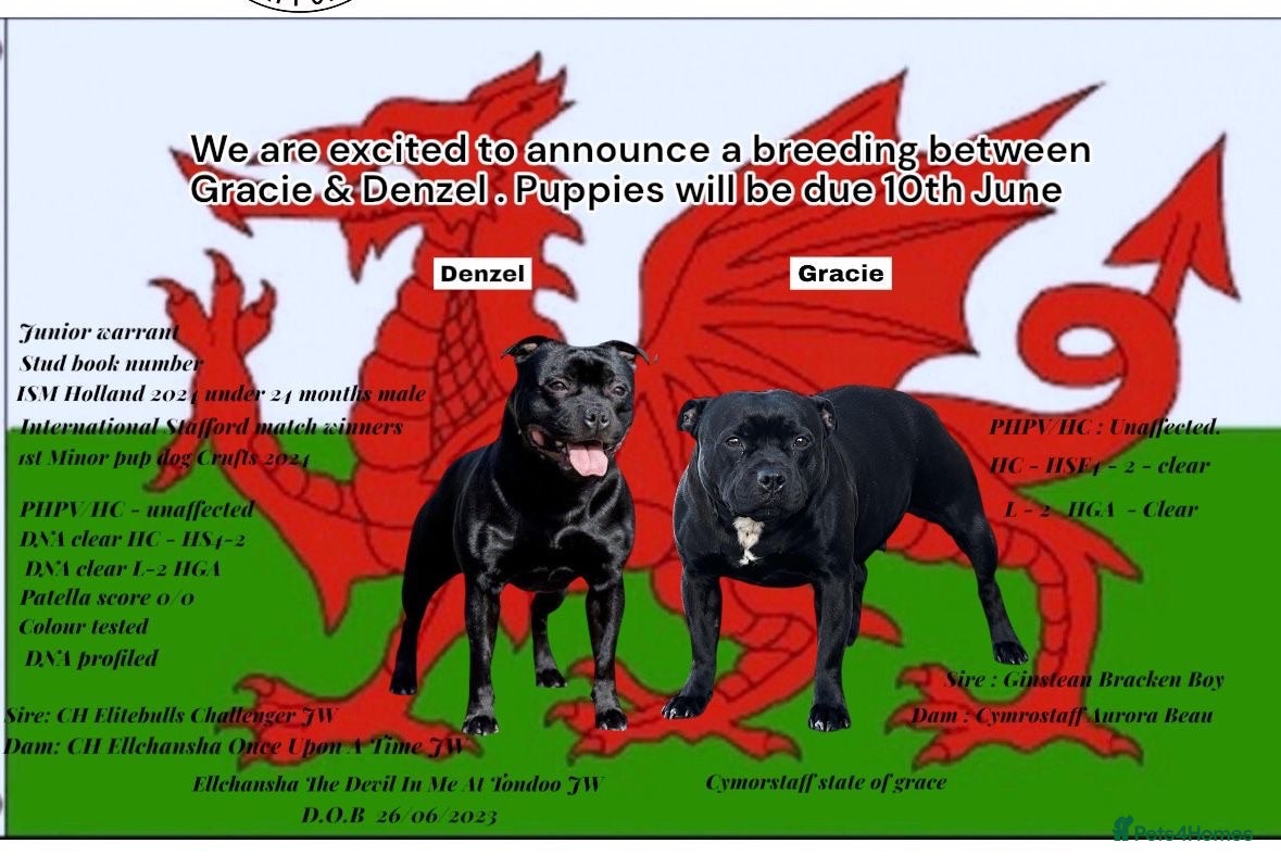 Staffordshire Bull Terrier dogs Kc reg Quality traditional sbt puppies - Advert 1