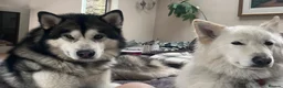 Alaskan Malamute dogs for stud: Alaskan Malamute for Stud   in Oldham - Advert 13