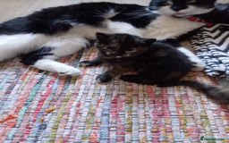 Mixed Breed cats for sale: Cute kittens - Image 22