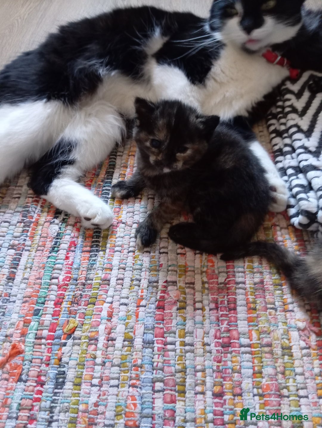 Mixed Breed cats for sale: Cute kittens - Image 22
