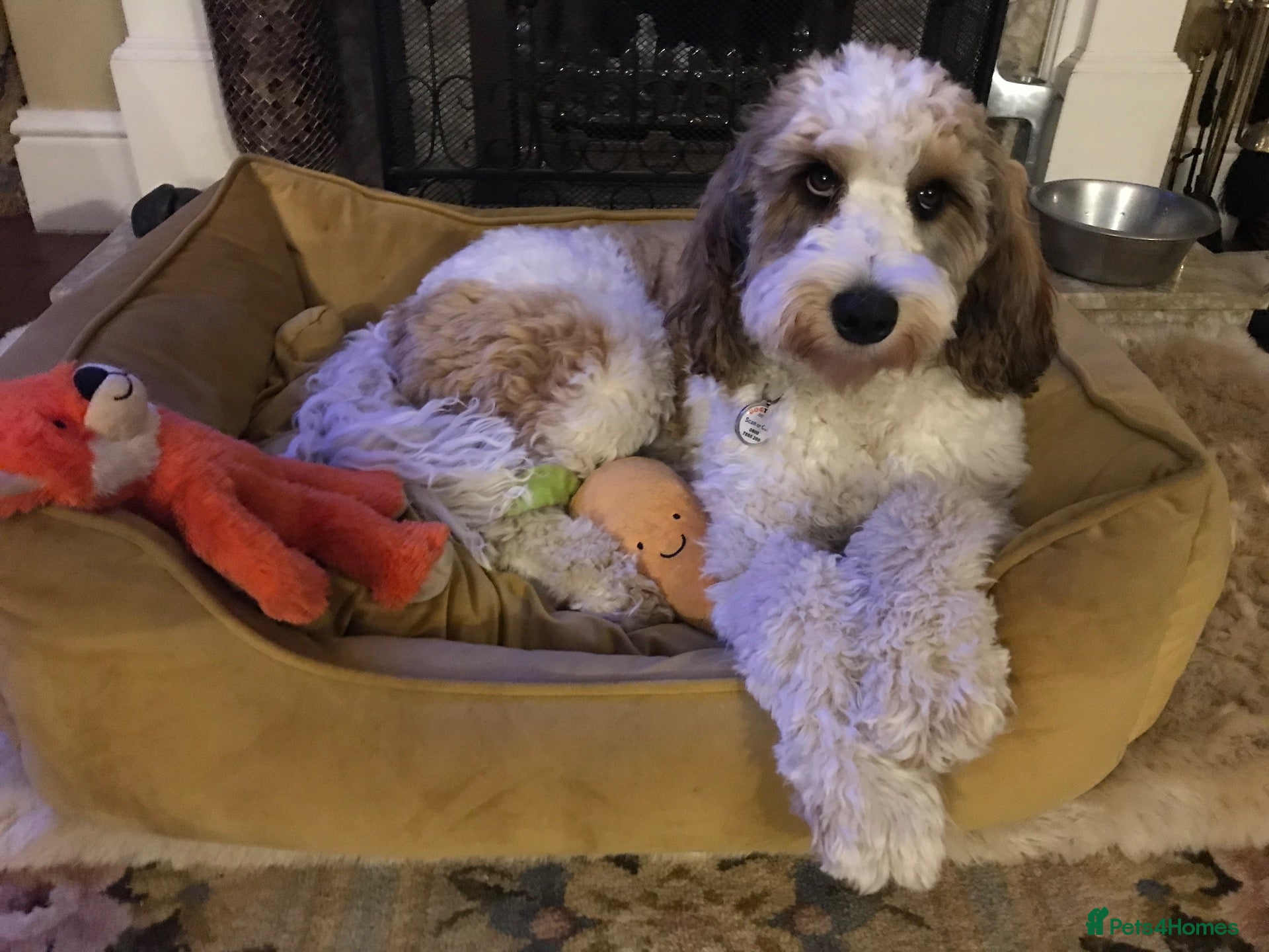 Mixed Breed dogs Rare Parti Colour CockalierPoos 5* breeder of 25yr - Advert 1