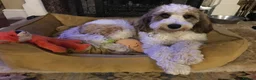 Mixed Breed dogs for sale: Rare Parti Colour CockalierPoos 5* breeder of 25yr - Advert 1
