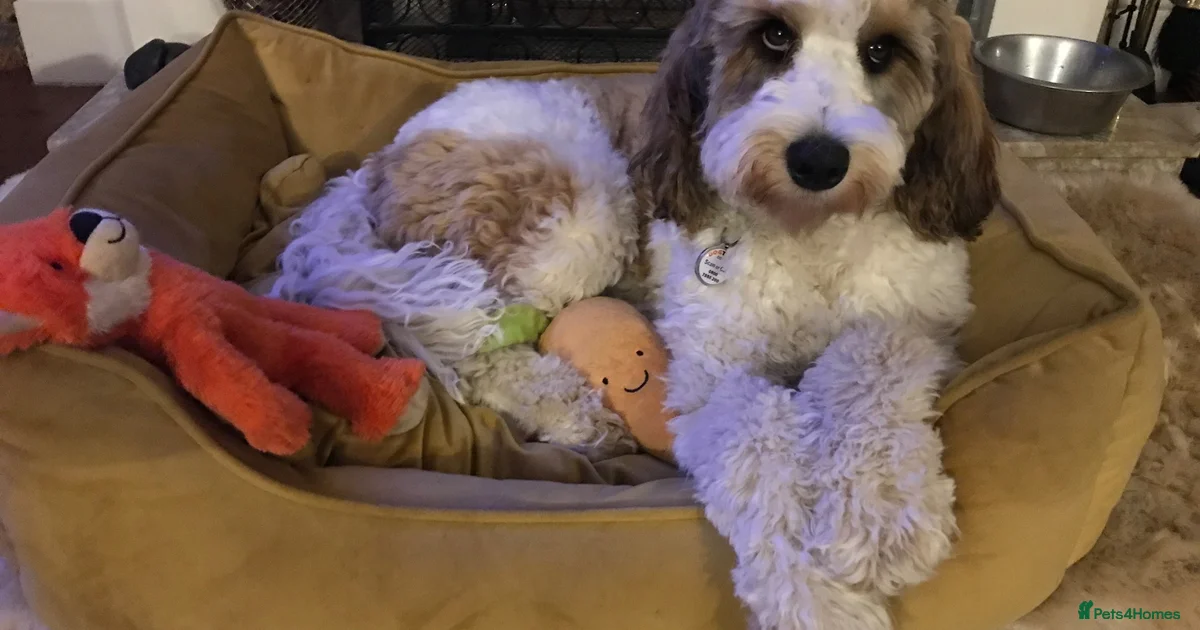 Lab Cocker Cocker spaniel labrador Mixed Breed Puppies for sale | Pets4Homes