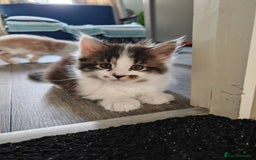Maine Coon cats for sale: Maine Coon Cross All Ready To Go Now - Image 25