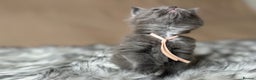 Maine Coon cats for sale: Maine coon kittens blue silver smoke rare colours - Advert 20