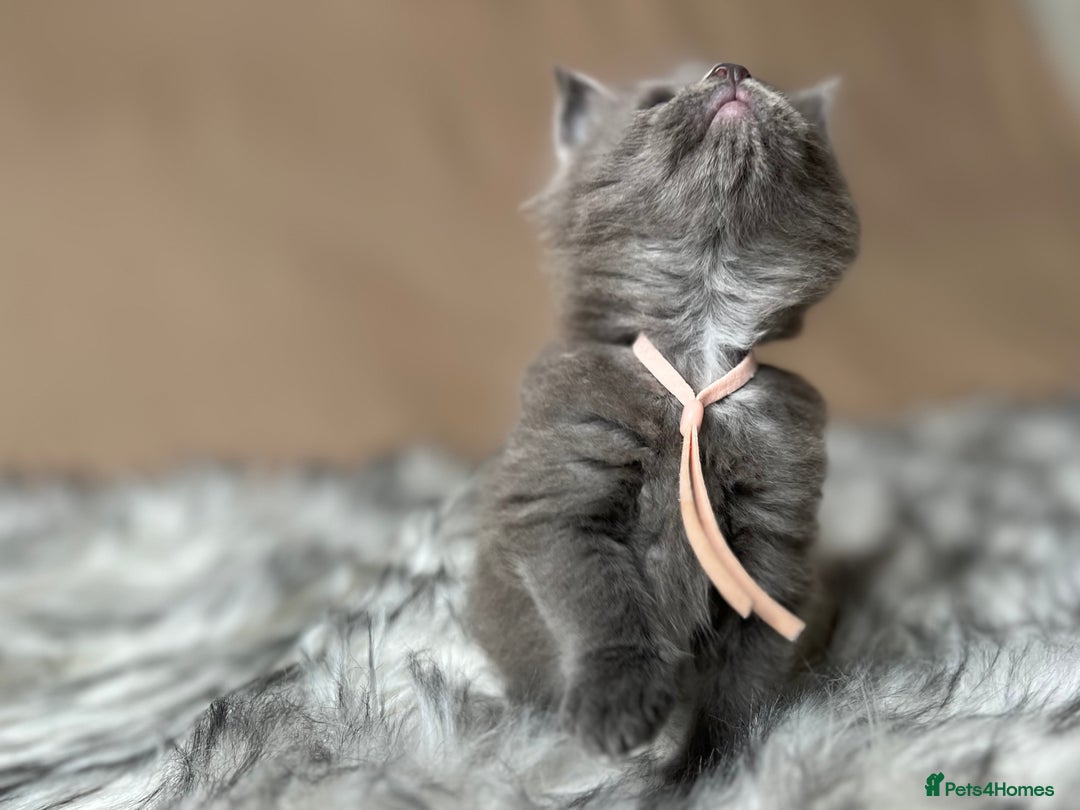 Maine Coon cats for sale: Maine coon kittens blue silver smoke rare colours - Advert 20