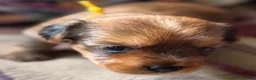 Yorkshire Terrier dogs for sale: Super Health tested Ocean Pearl /coloured Yorkies  - Advert 32