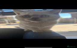 British Shorthair cats for sale: British short hair  - Image 2