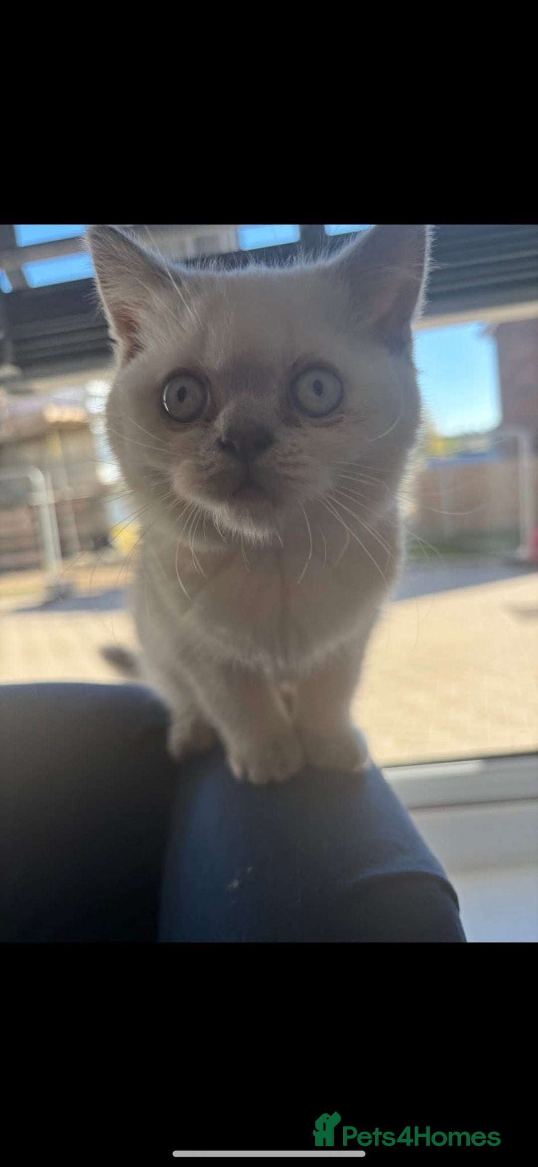British Shorthair cats for sale: British short hair  - Image 2