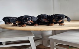 Miniature Dachshund dogs for sale: PRA CLEAR GORGEOUS MIN DACHSHUNDS  - Image 6