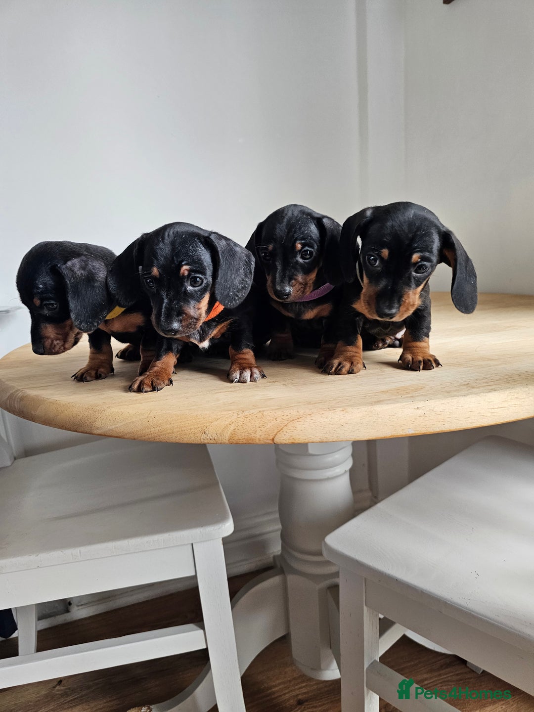 Miniature Dachshund dogs for sale: PRA CLEAR GORGEOUS MIN DACHSHUNDS  - Image 6