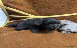 Jackapoo dogs for sale: Beautiful Jackapoo Puppies, READY NOW - Image 28