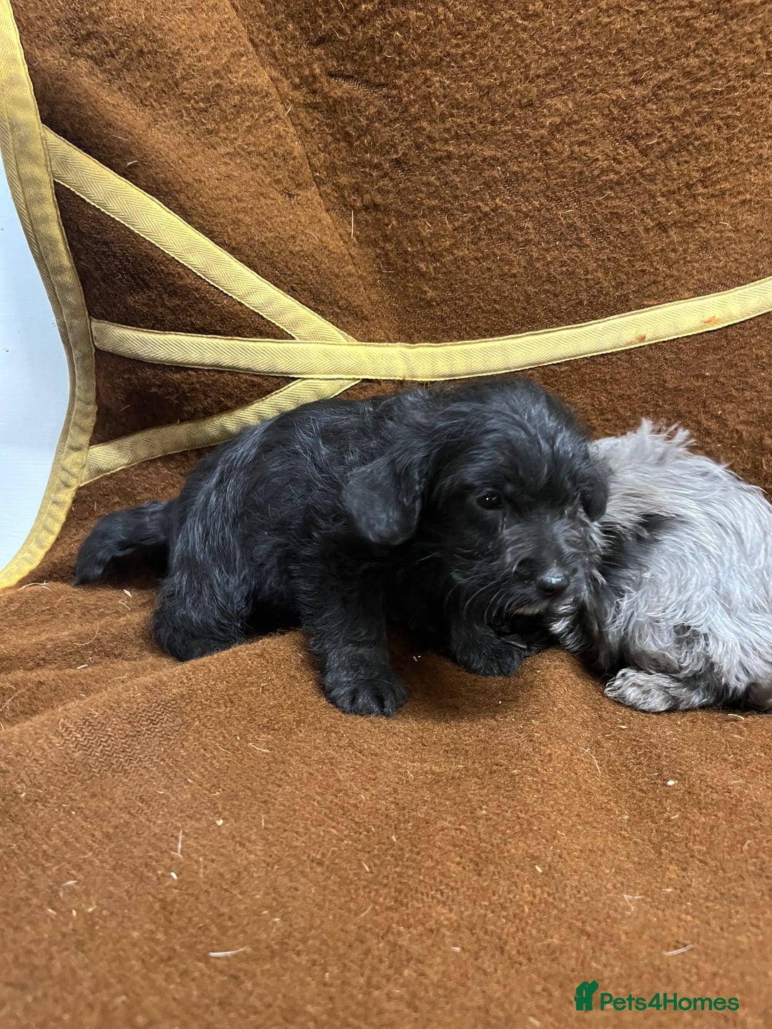 Jackapoo dogs for sale: Beautiful Jackapoo Puppies, READY NOW - Image 28