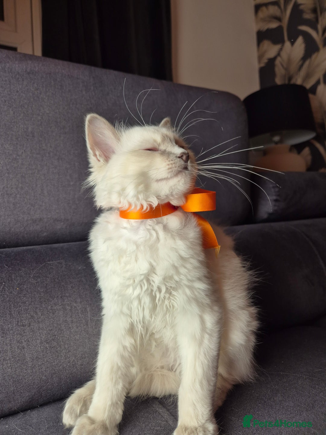 Ragdoll cats for sale: Purebred Ragdoll Kittens 13 Weeks 1 Male 3 Females - Advert 11