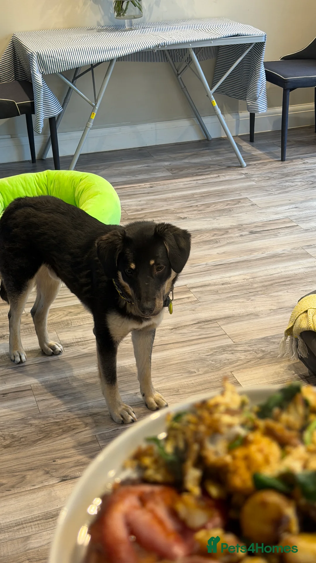 Mixed Breed dogs for adoption: Sweet Scout 💙 Gentle Boy, Loves Dogs!  - Advert 6