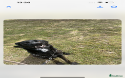 German Shepherd dogs for sale: Whisky - German cross Dutch Sheperd - Image 2