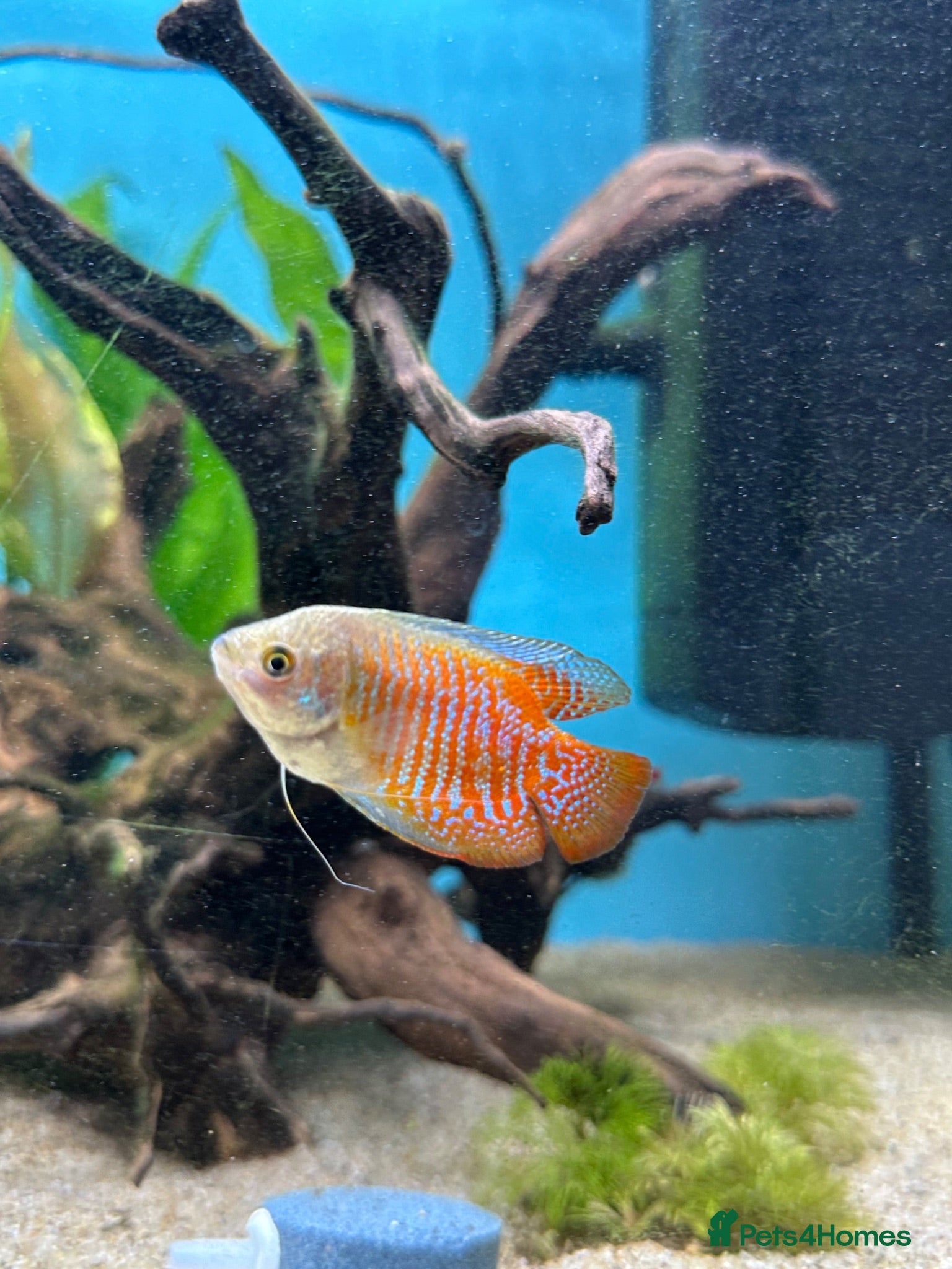 Gouramis fish Dwarf gourmais  - Advert 16