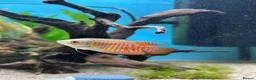 Gouramis fish for sale: Dwarf gourmais  - Advert 1
