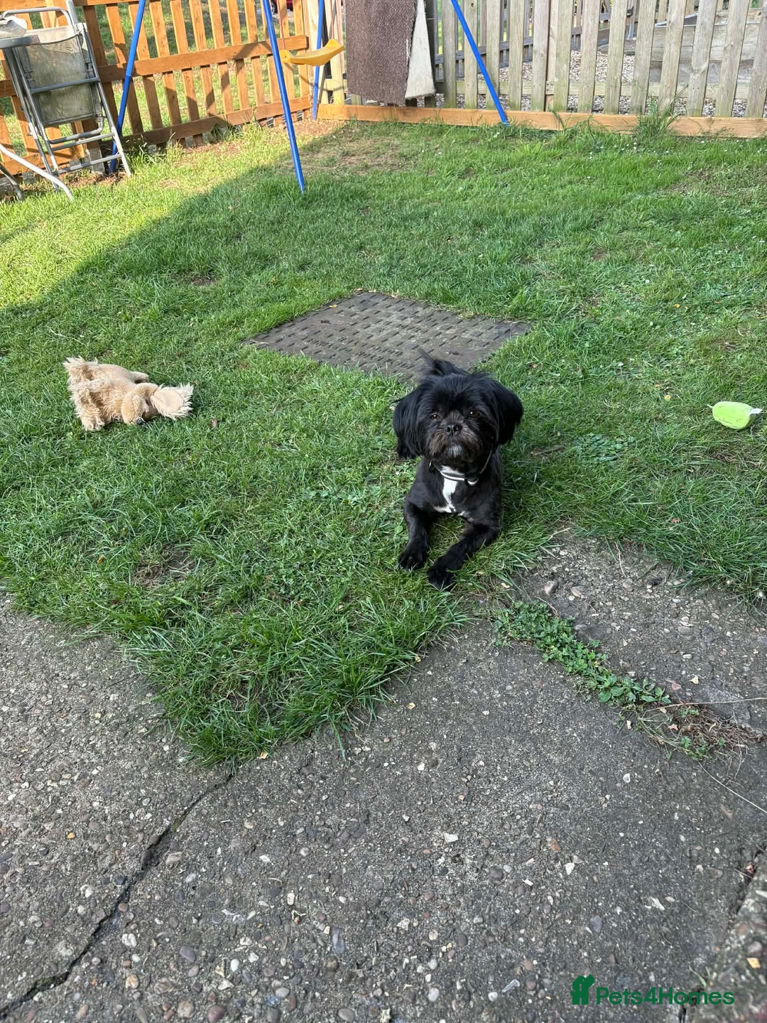 Mixed Breed dogs for sale: Cava-tzu also nown as Shipoo - Advert 5