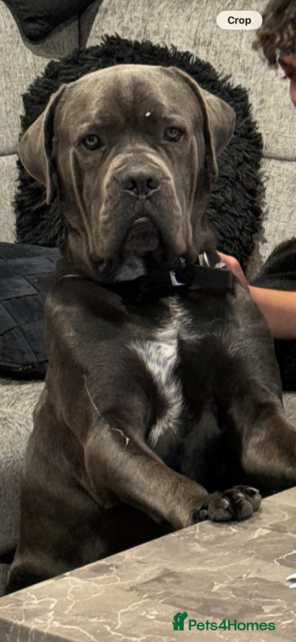 Cane Corso dogs Cane corso family pet age 2 years old - Advert 1
