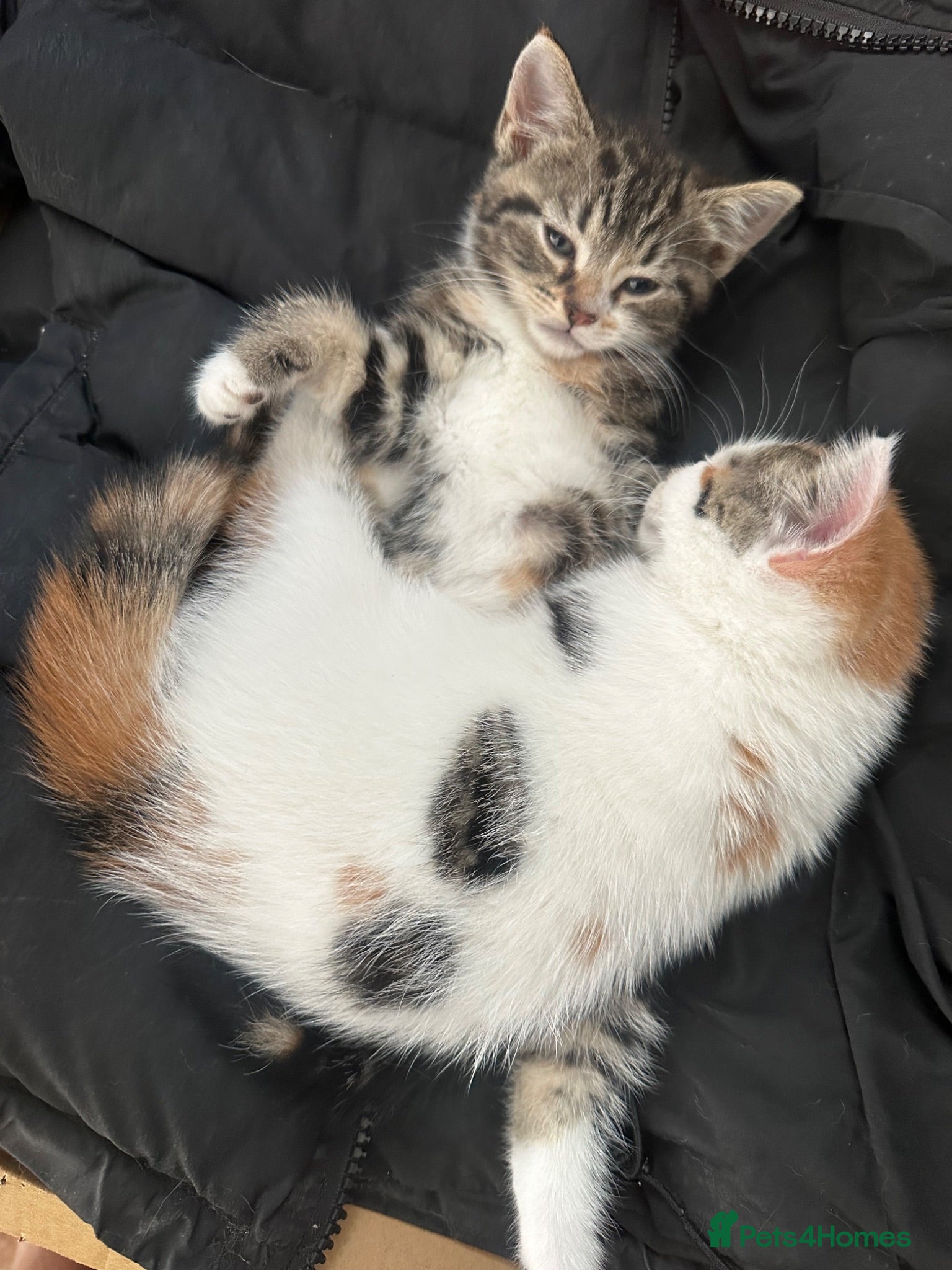 Mixed Breed cats READY TO LEAVE- 2 female kittens left - Advert 15