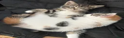 Mixed Breed cats for sale: Ready to Leave Now – Two Beautiful Female Kittens  - Advert 3