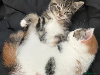 Mixed Breed cats READY TO LEAVE- 2 female kittens left - Advert 15