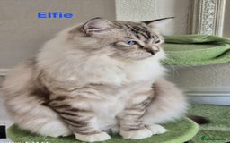 Ragdoll cats for sale: Exceptional bloodlines Ragdolls 💞💞 - Image 23
