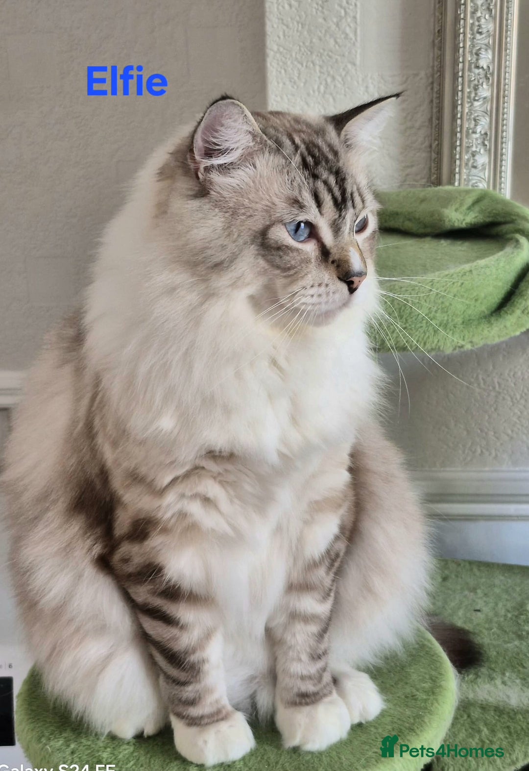 Ragdoll cats for sale: Exceptional bloodlines Ragdolls 💞💞 - Image 23
