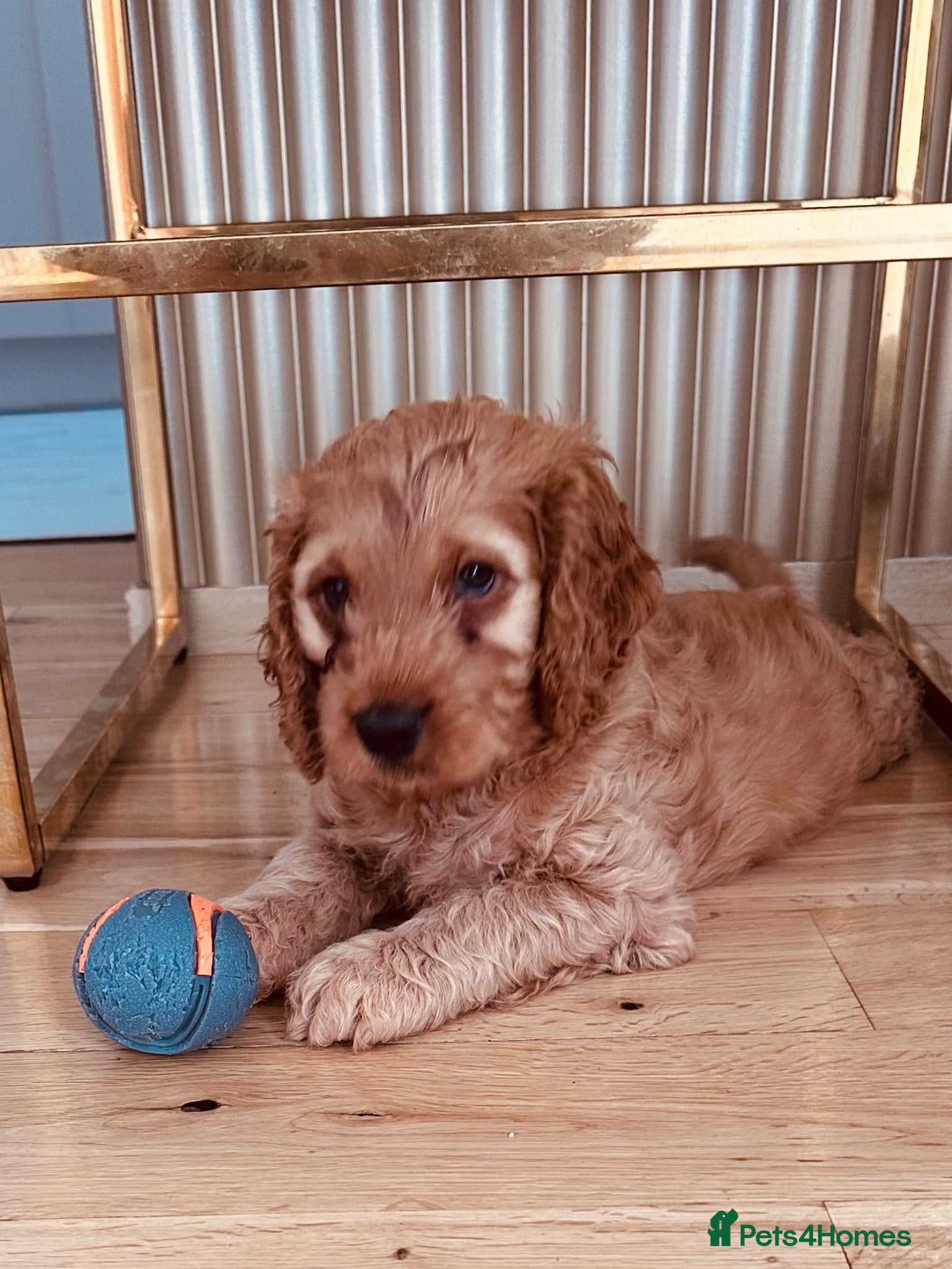 Cockapoo dogs Beautiful miniature F2 cockapoos - Advert 2