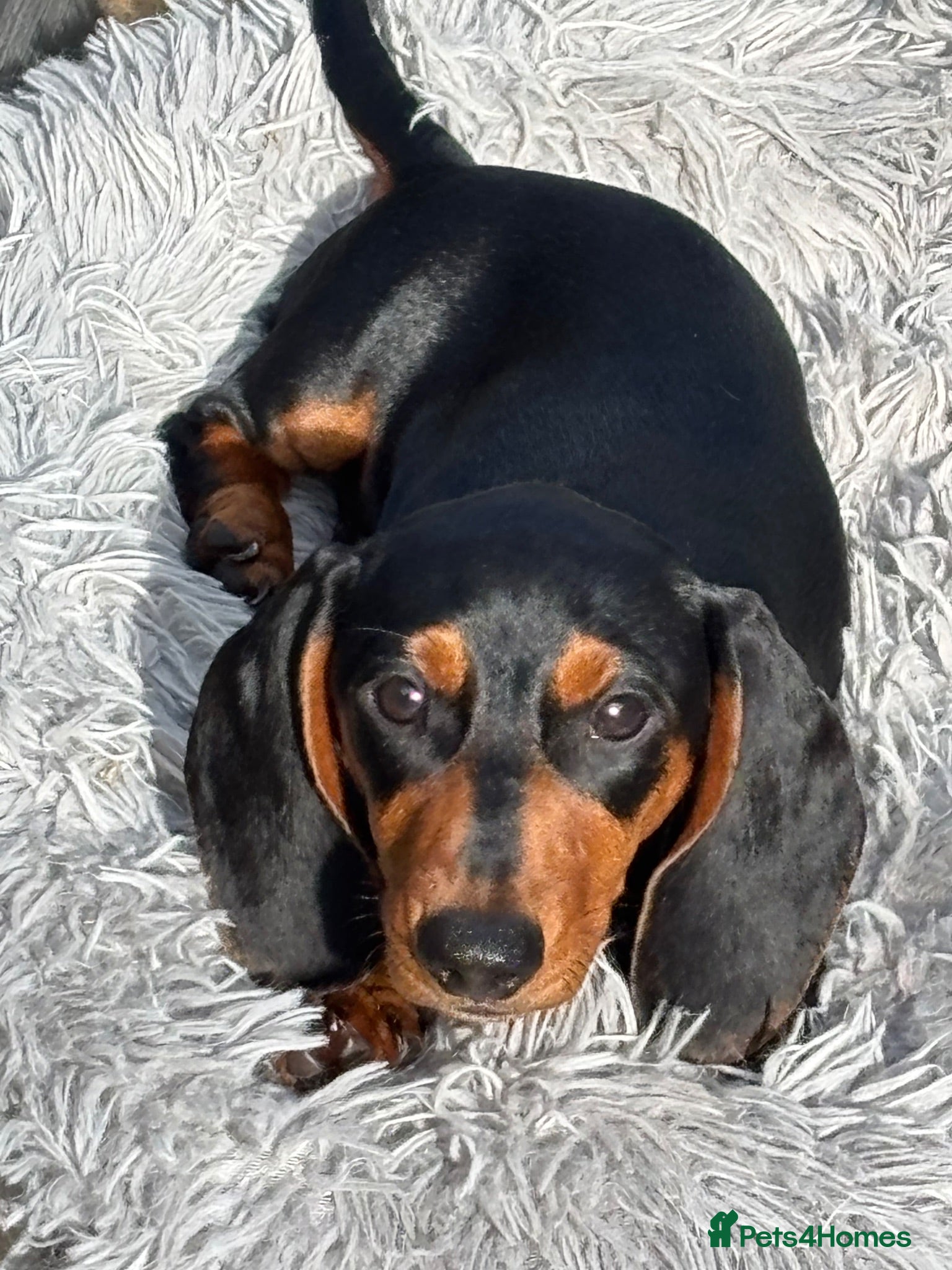 Miniature Dachshund dogs Puppy for Sale Outstanding KC Male Mini Dachshund  - Advert 1