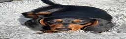 Miniature Dachshund dogs for sale: Puppy for Sale Outstanding KC Male Mini Dachshund  - Advert 1